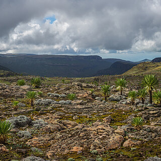 Bale Mountains - Sanetti Plateau